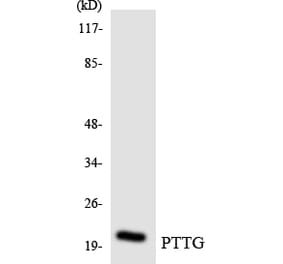 Western Blot - Anti-PTTG Antibody (R12-3384) - Antibodies.com