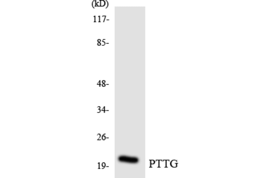 Western Blot - Anti-PTTG Antibody (R12-3384) - Antibodies.com