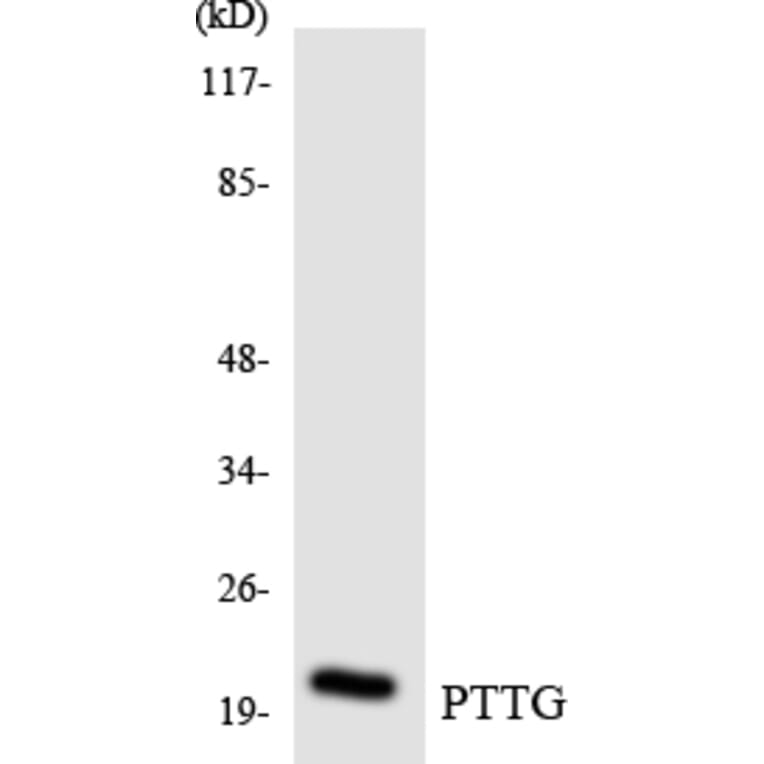 Western Blot - Anti-PTTG Antibody (R12-3384) - Antibodies.com