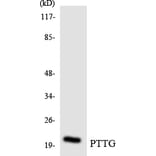 Western Blot - Anti-PTTG Antibody (R12-3384) - Antibodies.com