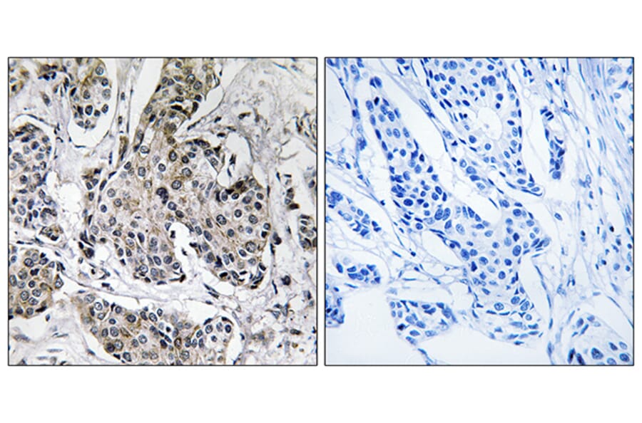 Immunohistochemistry - Anti-PRKX Antibody (C18601) - Antibodies.com