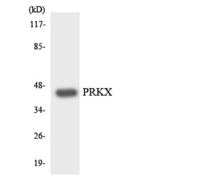 Western Blot - Anti-PRKX Antibody (R12-3367) - Antibodies.com