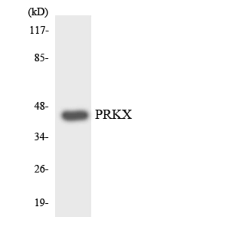 Western Blot - Anti-PRKX Antibody (R12-3367) - Antibodies.com