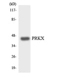 Western Blot - Anti-PRKX Antibody (R12-3367) - Antibodies.com