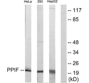 Western Blot - Anti-PPIF Antibody (C10516) - Antibodies.com