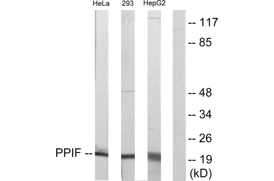 Western Blot - Anti-PPIF Antibody (C10516) - Antibodies.com