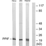 Western Blot - Anti-PPIF Antibody (C10516) - Antibodies.com