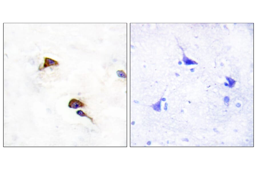 Immunohistochemistry - Anti-PPIF Antibody (C10516) - Antibodies.com