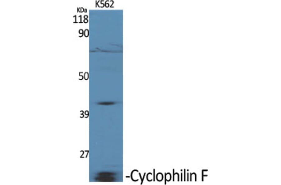 Western Blot - Anti-PPIF Antibody (C10516) - Antibodies.com