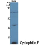 Western Blot - Anti-PPIF Antibody (C10516) - Antibodies.com