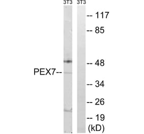 Western Blot - Anti-PEX7 Antibody (C17644) - Antibodies.com