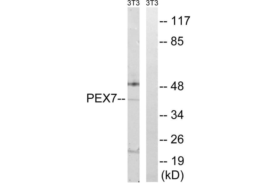 Western Blot - Anti-PEX7 Antibody (C17644) - Antibodies.com