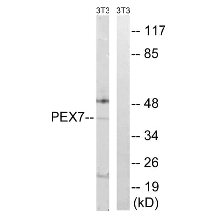 Western Blot - Anti-PEX7 Antibody (C17644) - Antibodies.com