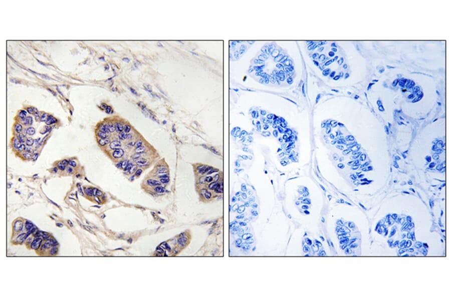 Immunohistochemistry - Anti-PEX7 Antibody (C17644) - Antibodies.com