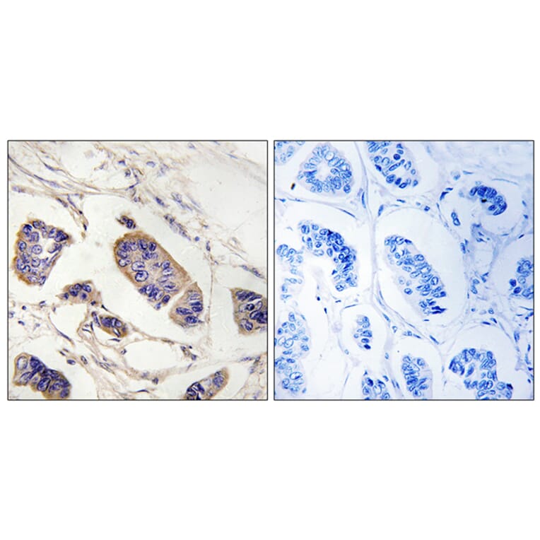 Immunohistochemistry - Anti-PEX7 Antibody (C17644) - Antibodies.com