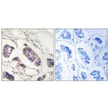 Immunohistochemistry - Anti-PEX7 Antibody (C17644) - Antibodies.com