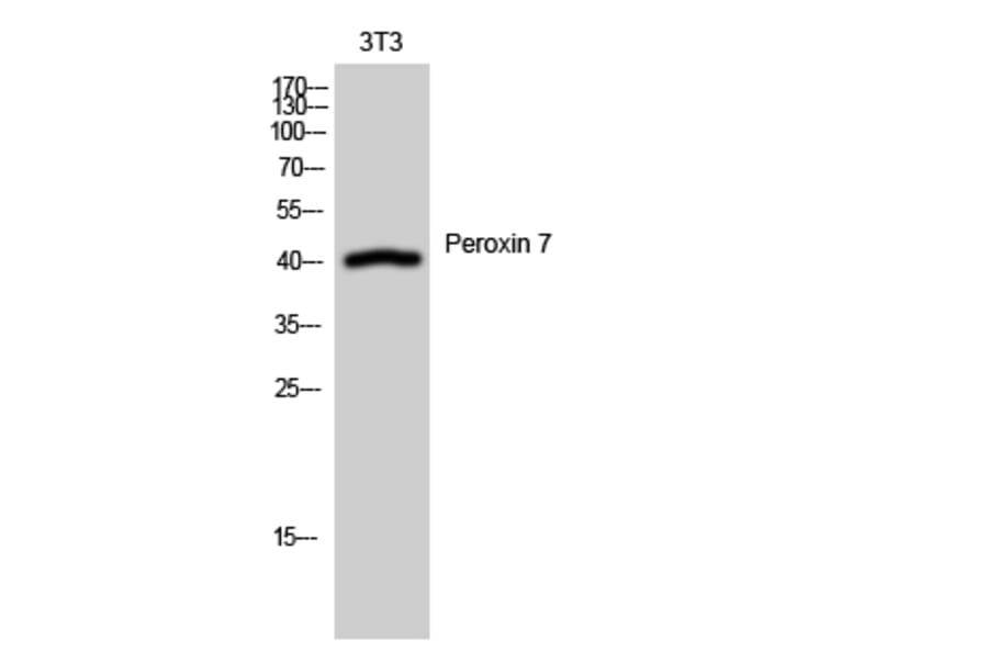 Western Blot - Anti-PEX7 Antibody (C17644) - Antibodies.com