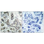 Immunohistochemistry - Anti-PDK1 Antibody (B7195) - Antibodies.com