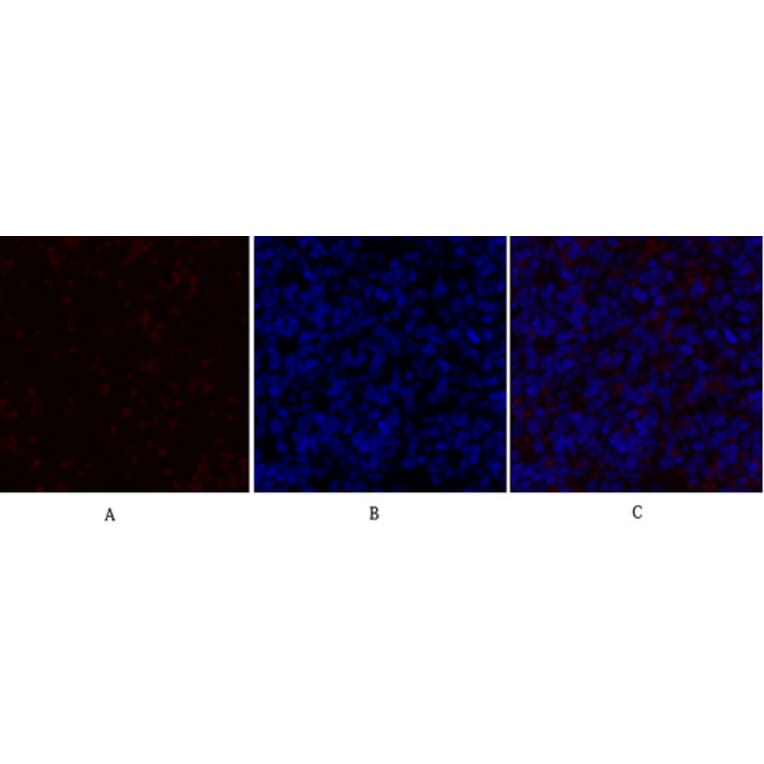 Immunofluorescence - Anti-PDK1 Antibody (B7195) - Antibodies.com