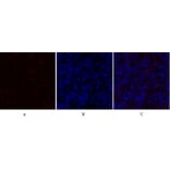 Immunofluorescence - Anti-PDK1 Antibody (B7195) - Antibodies.com