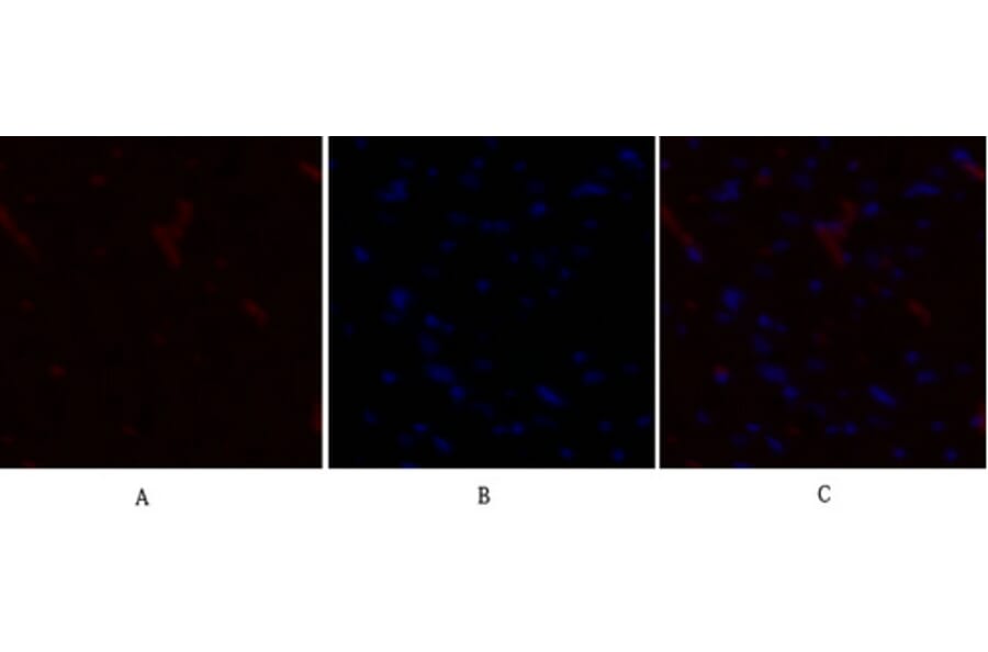 Immunofluorescence - Anti-PDK1 Antibody (B7195) - Antibodies.com