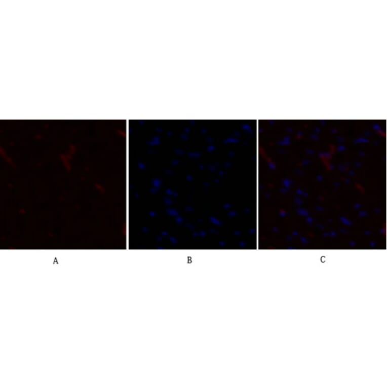 Immunofluorescence - Anti-PDK1 Antibody (B7195) - Antibodies.com