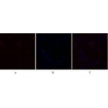 Immunofluorescence - Anti-PDK1 Antibody (B7195) - Antibodies.com