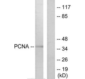 Western Blot - Anti-PCNA Antibody (C0298) - Antibodies.com