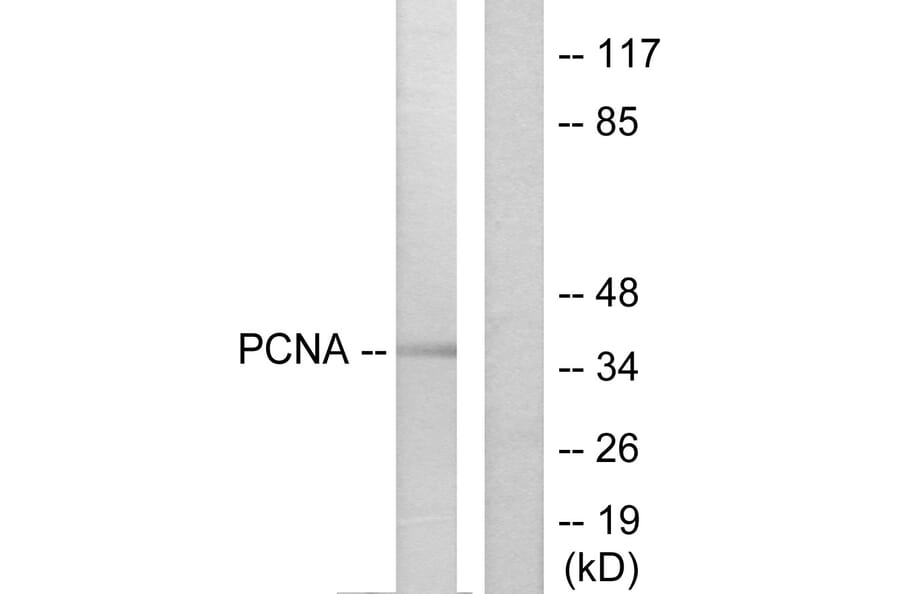 Western Blot - Anti-PCNA Antibody (C0298) - Antibodies.com