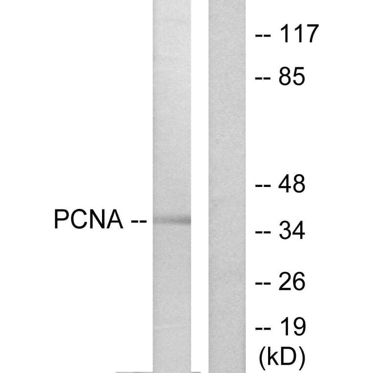Western Blot - Anti-PCNA Antibody (C0298) - Antibodies.com