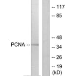 Western Blot - Anti-PCNA Antibody (C0298) - Antibodies.com