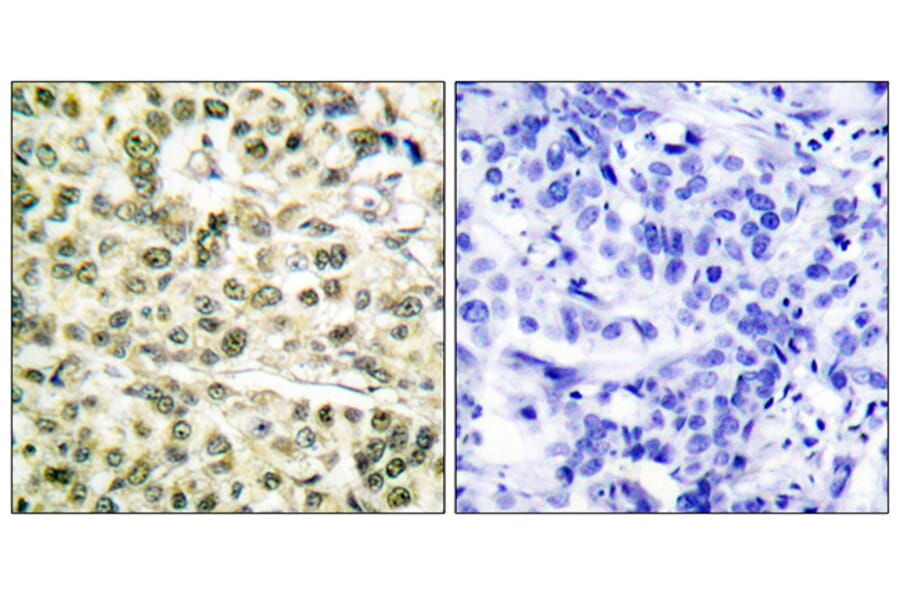 Immunohistochemistry - Anti-PCNA Antibody (C0298) - Antibodies.com