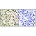 Immunohistochemistry - Anti-PCNA Antibody (C0298) - Antibodies.com