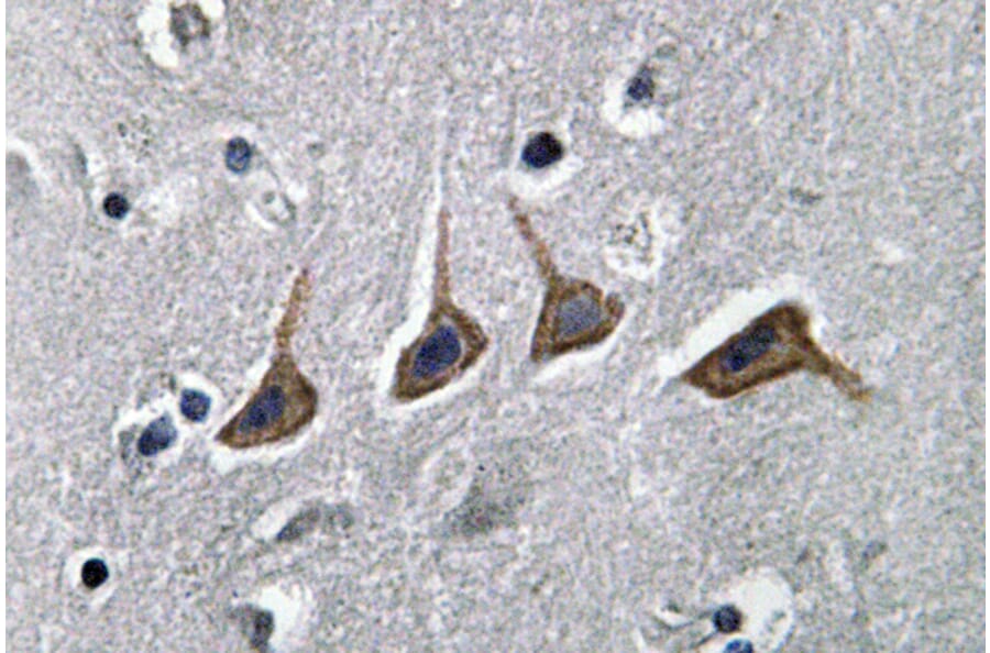 Immunohistochemistry - Anti-OAT1 Antibody (R12-2277) - Antibodies.com