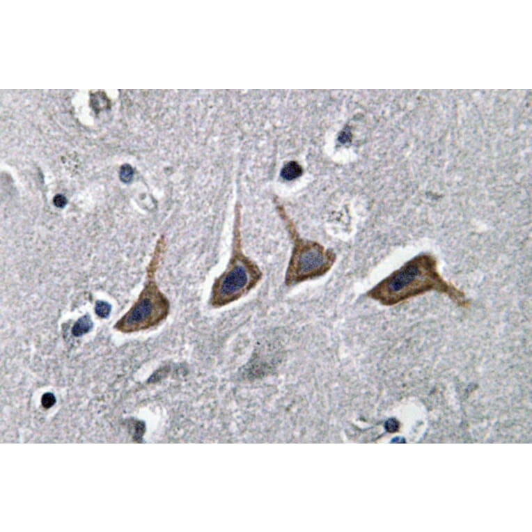 Immunohistochemistry - Anti-OAT1 Antibody (R12-2277) - Antibodies.com