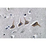 Immunohistochemistry - Anti-OAT1 Antibody (R12-2277) - Antibodies.com