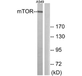 Western Blot - Anti-mTOR Antibody (B0688) - Antibodies.com