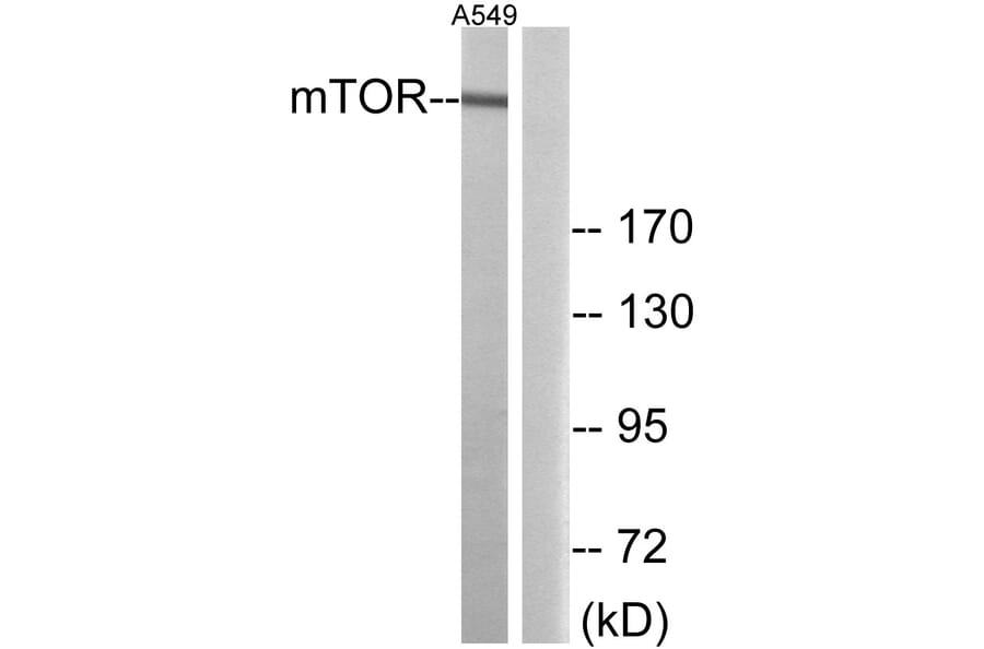 Western Blot - Anti-mTOR Antibody (B0688) - Antibodies.com