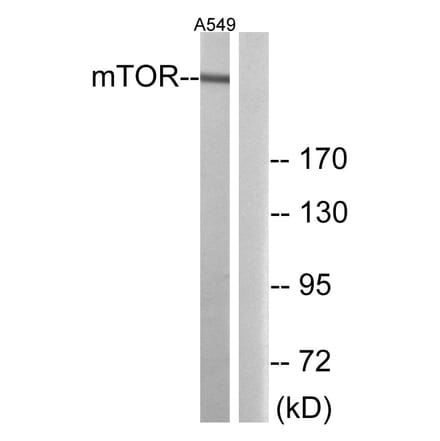 Western Blot - Anti-mTOR Antibody (B0688) - Antibodies.com