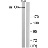 Western Blot - Anti-mTOR Antibody (B0688) - Antibodies.com