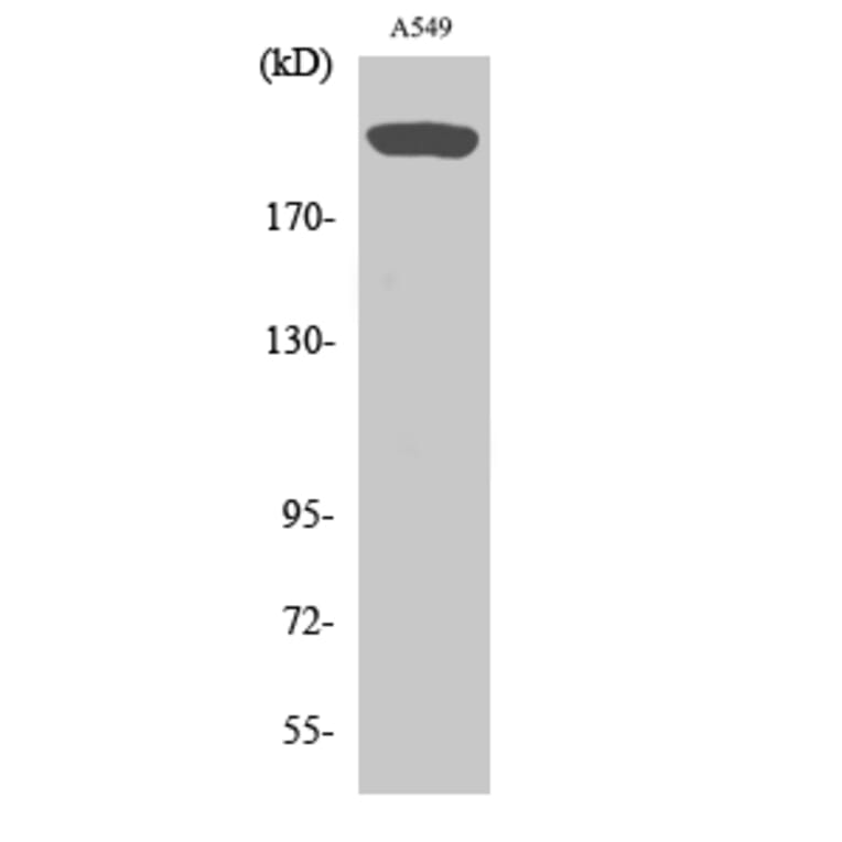 Western Blot - Anti-mTOR Antibody (B0688) - Antibodies.com