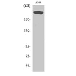 Western Blot - Anti-mTOR Antibody (B0688) - Antibodies.com