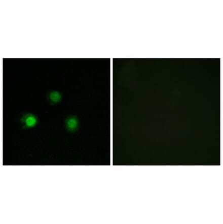 Immunofluorescence - Anti-MSH2 Antibody (C13089) - Antibodies.com