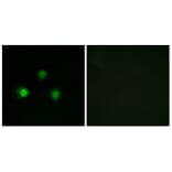 Immunofluorescence - Anti-MSH2 Antibody (C13089) - Antibodies.com