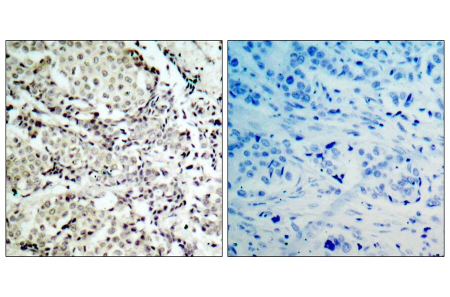 Immunohistochemistry - Anti-MKK6 Antibody (B7154) - Antibodies.com