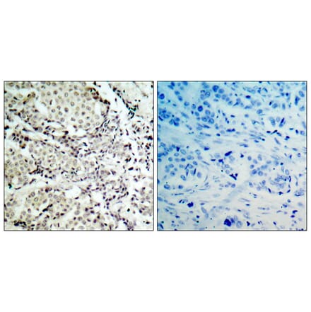 Immunohistochemistry - Anti-MKK6 Antibody (B7154) - Antibodies.com