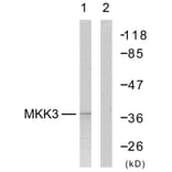 Western Blot - Anti-MKK6 Antibody (B7154) - Antibodies.com