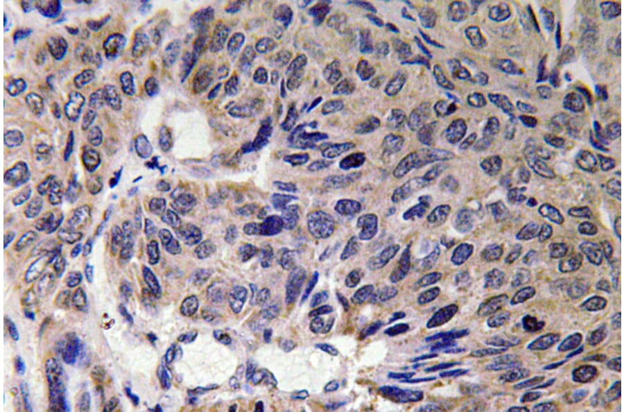 Immunohistochemistry - Anti-Mfn2 Antibody (R12-2237) - Antibodies.com