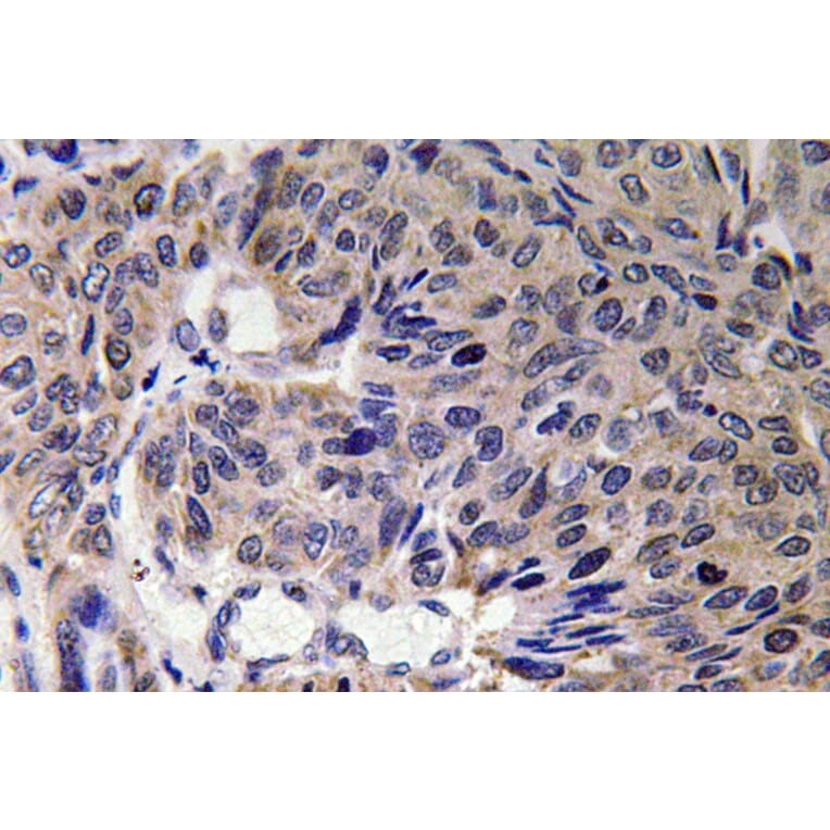Immunohistochemistry - Anti-Mfn2 Antibody (R12-2237) - Antibodies.com