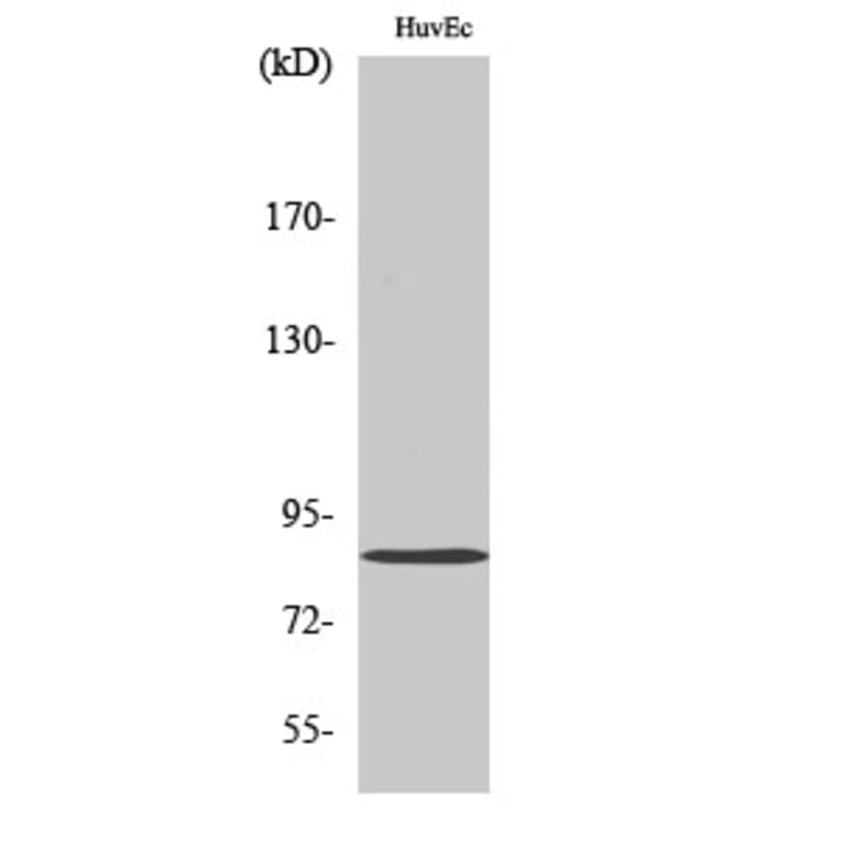 Western Blot - Anti-Mfn2 Antibody (R12-2237) - Antibodies.com